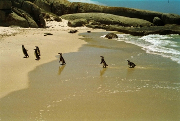 Afrikanische Pinguine oder Brillenpinguine, Boulders Beach, Simons Town